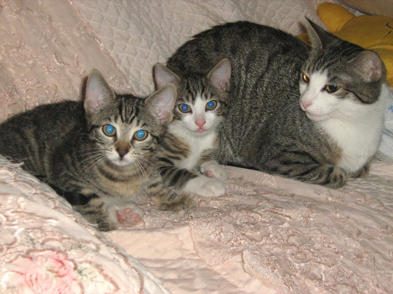 Katzenmama Lilly mit ihren beiden Kindern
September 2008