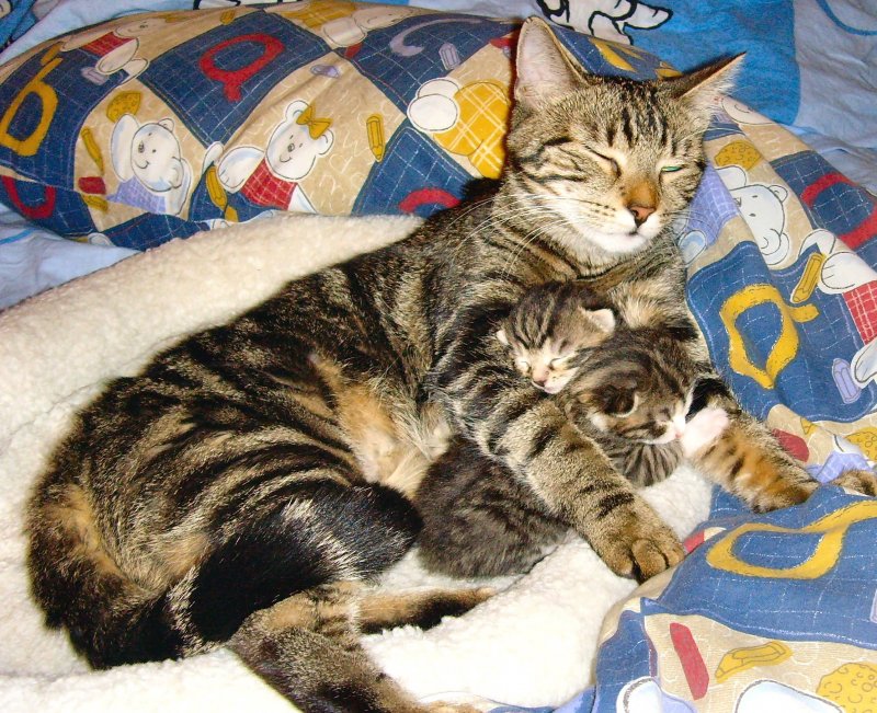 Lilly mit ihren beiden Babys, Juli 2008