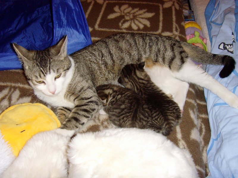 Lilly mit ihren beiden Babys, Sommer 2008