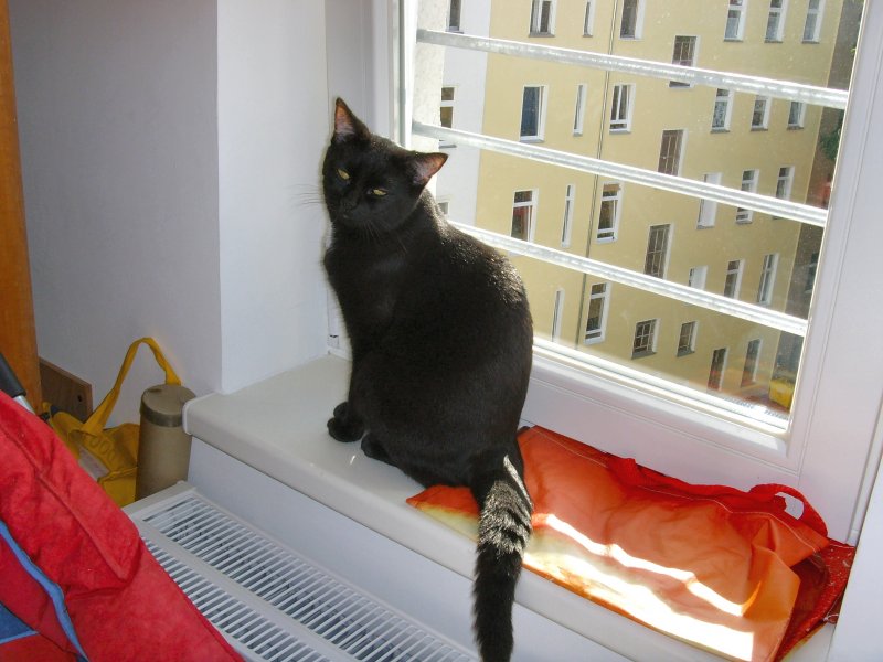 Maunzerle am Fenster, 2008
