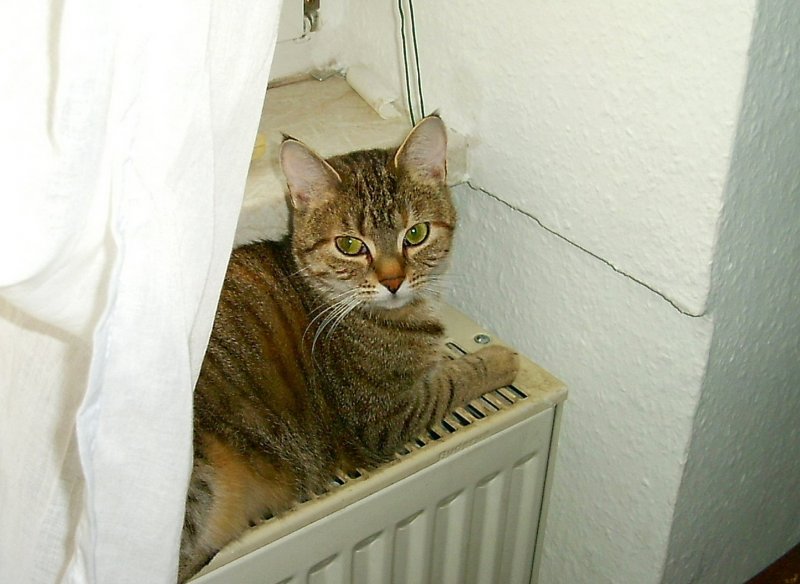 Mausi, hier in der Erfurter Wohnung auf der Heizung, um 2005