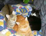 Die Stammkatzen mit Henry, Muserich und Schtzchen, um 2005