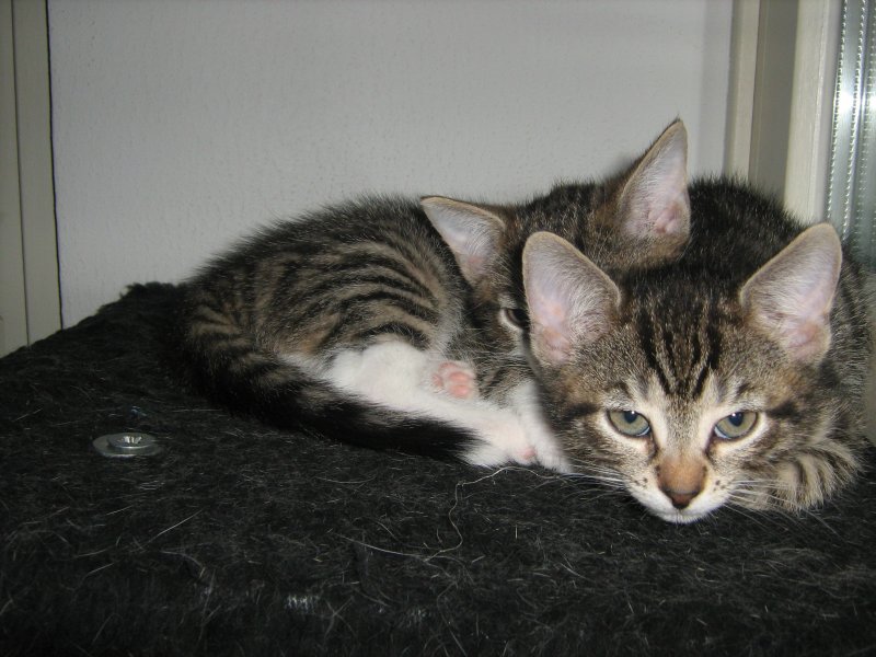 Zwei Katzenkinder von MiniMum, 2007